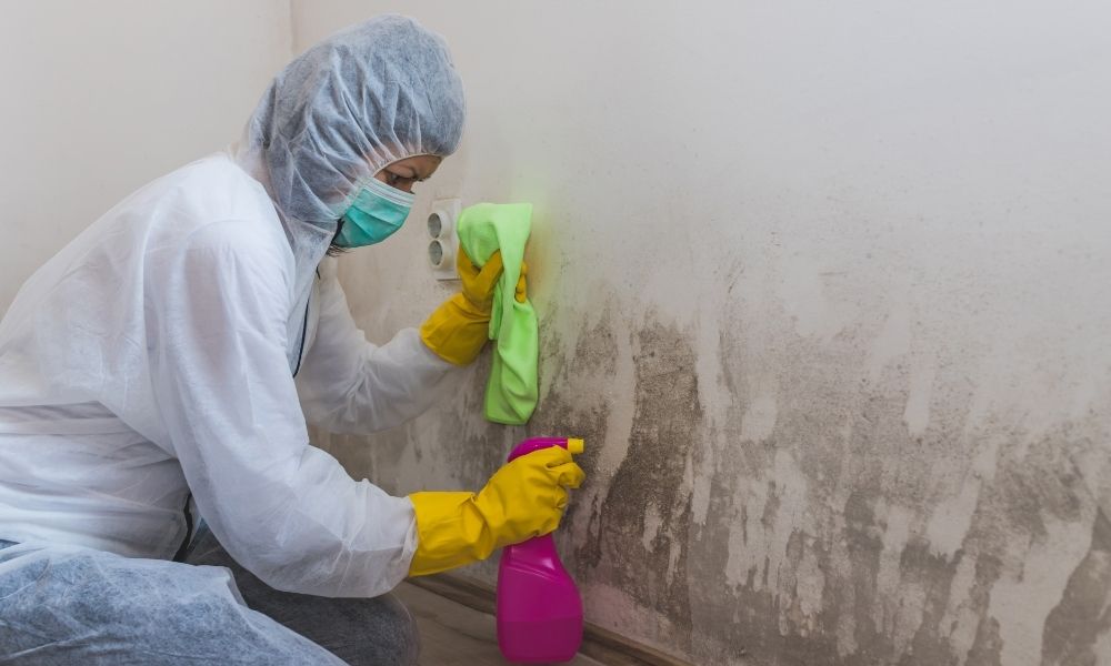 Complete Guide to Mold Remediation