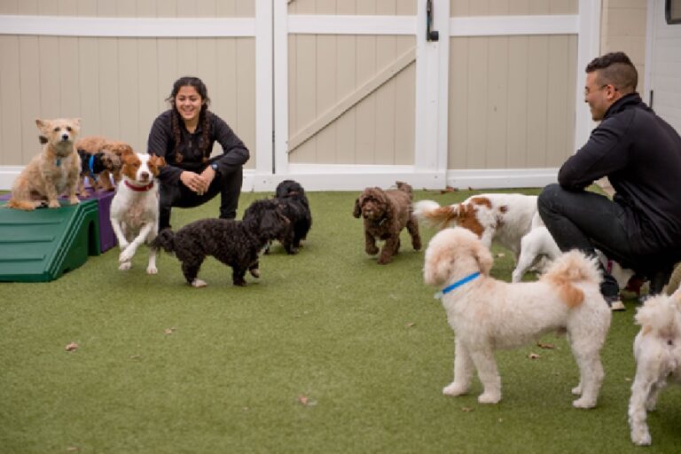 Explore The Major Benefits of Hiring Dog Boarding Services HCJ Magazine
