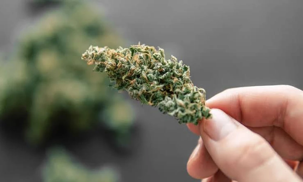 What THCA flower potency tiers buyers should know?